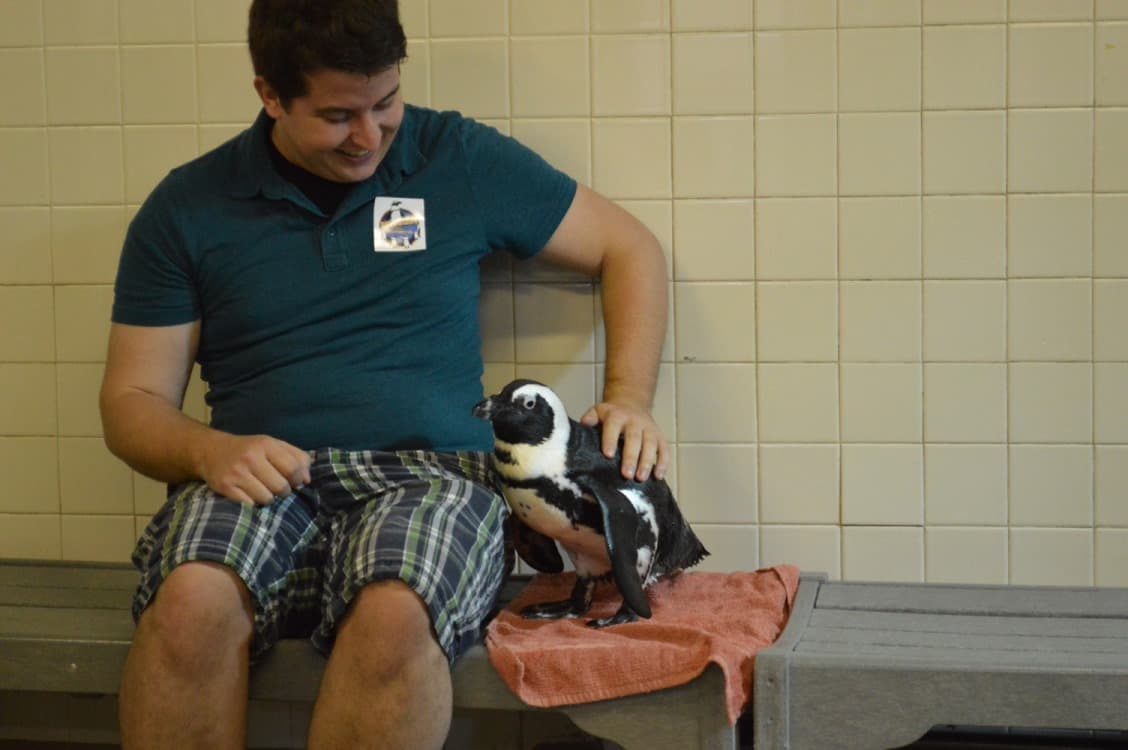 Penguin encounter
